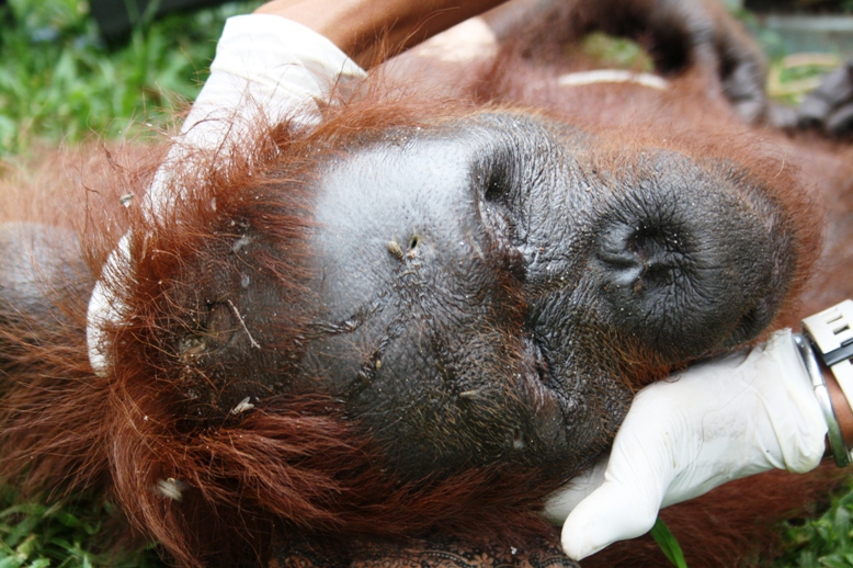 poached orangutan-(c) IAR