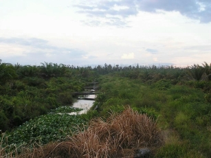 swamp_canals